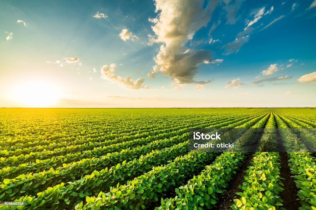 Niagara region farmland with barn and green fields at golden hour