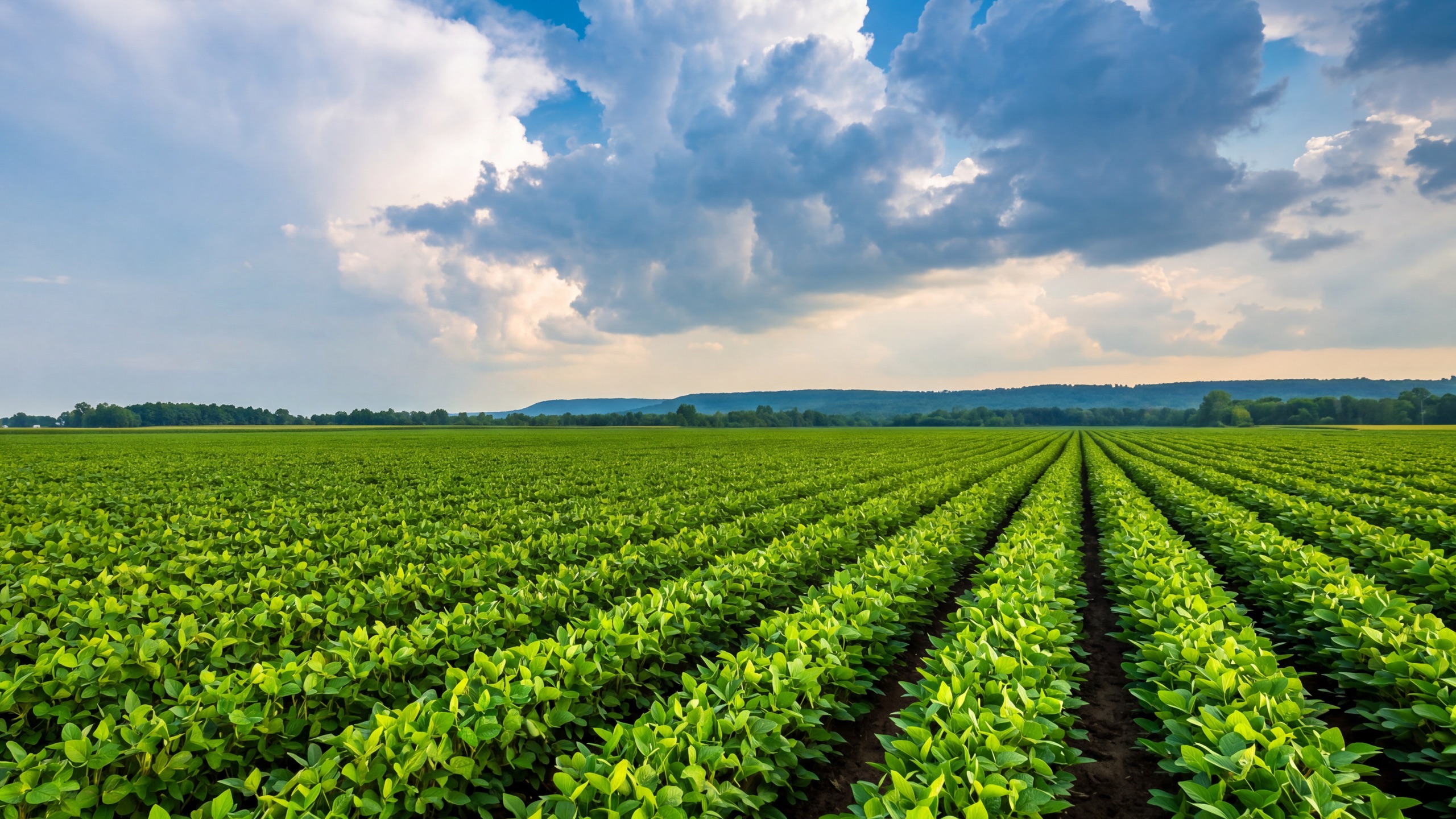 A vibrant Niagara soybean field with rows stretching toward the escarpment under a dramatic sky